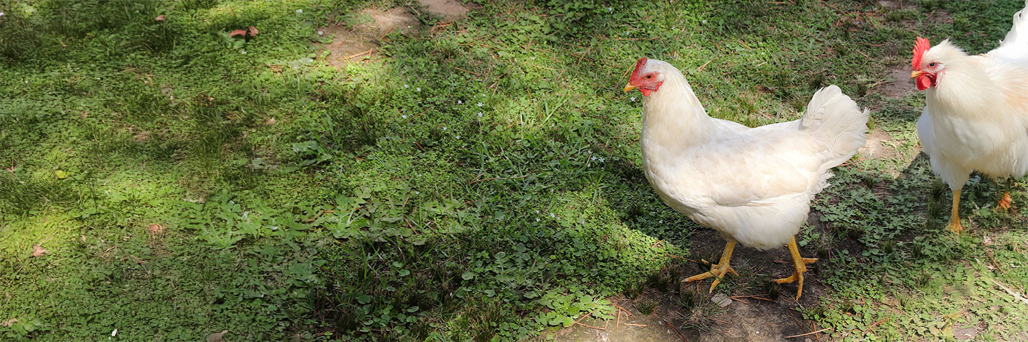 slider-biologische-kip